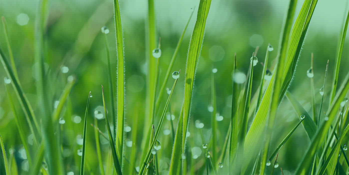 Hohes Gras mit Wassertropfen